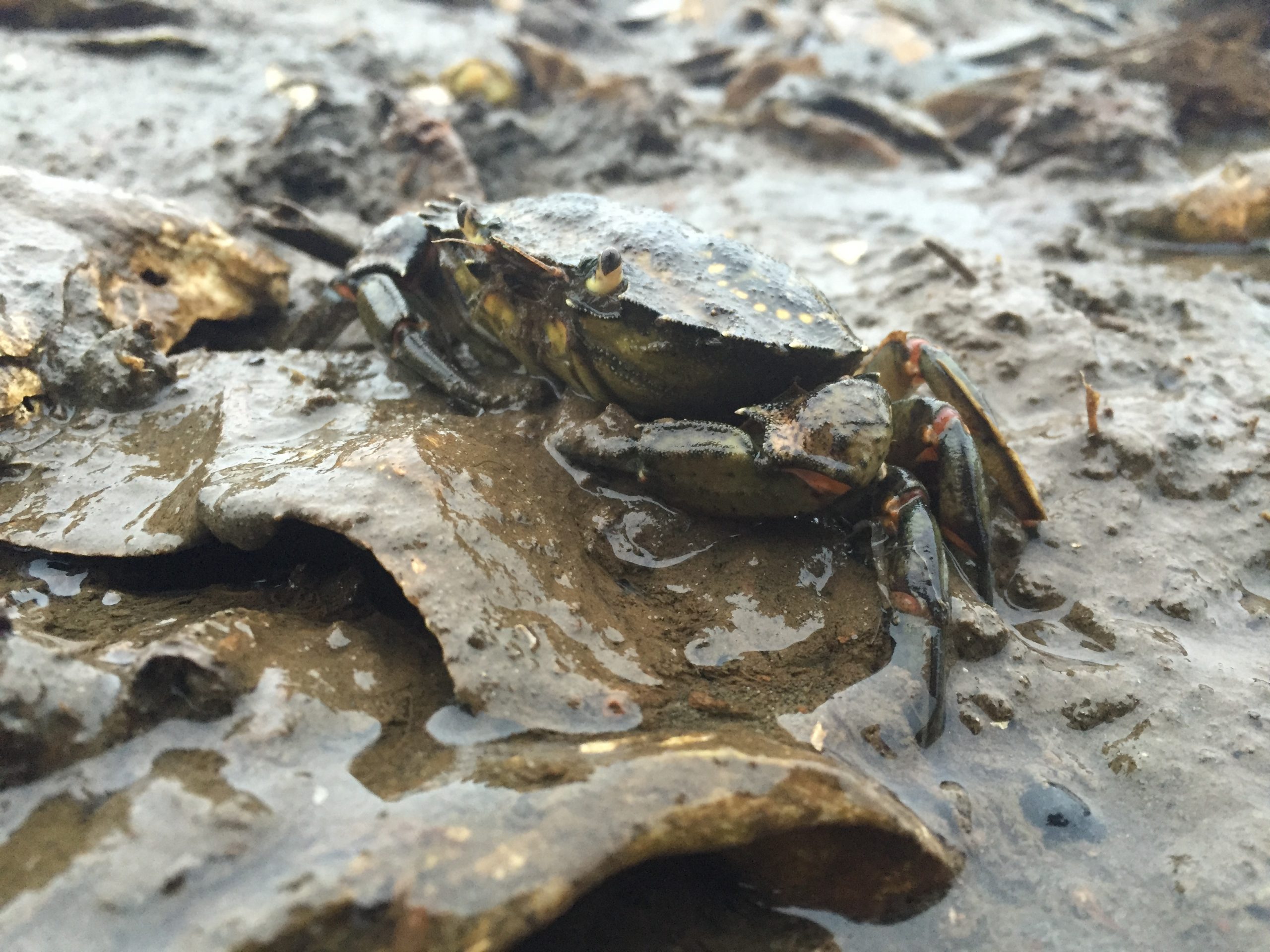 a crab in Washington State, being detected via eDNA