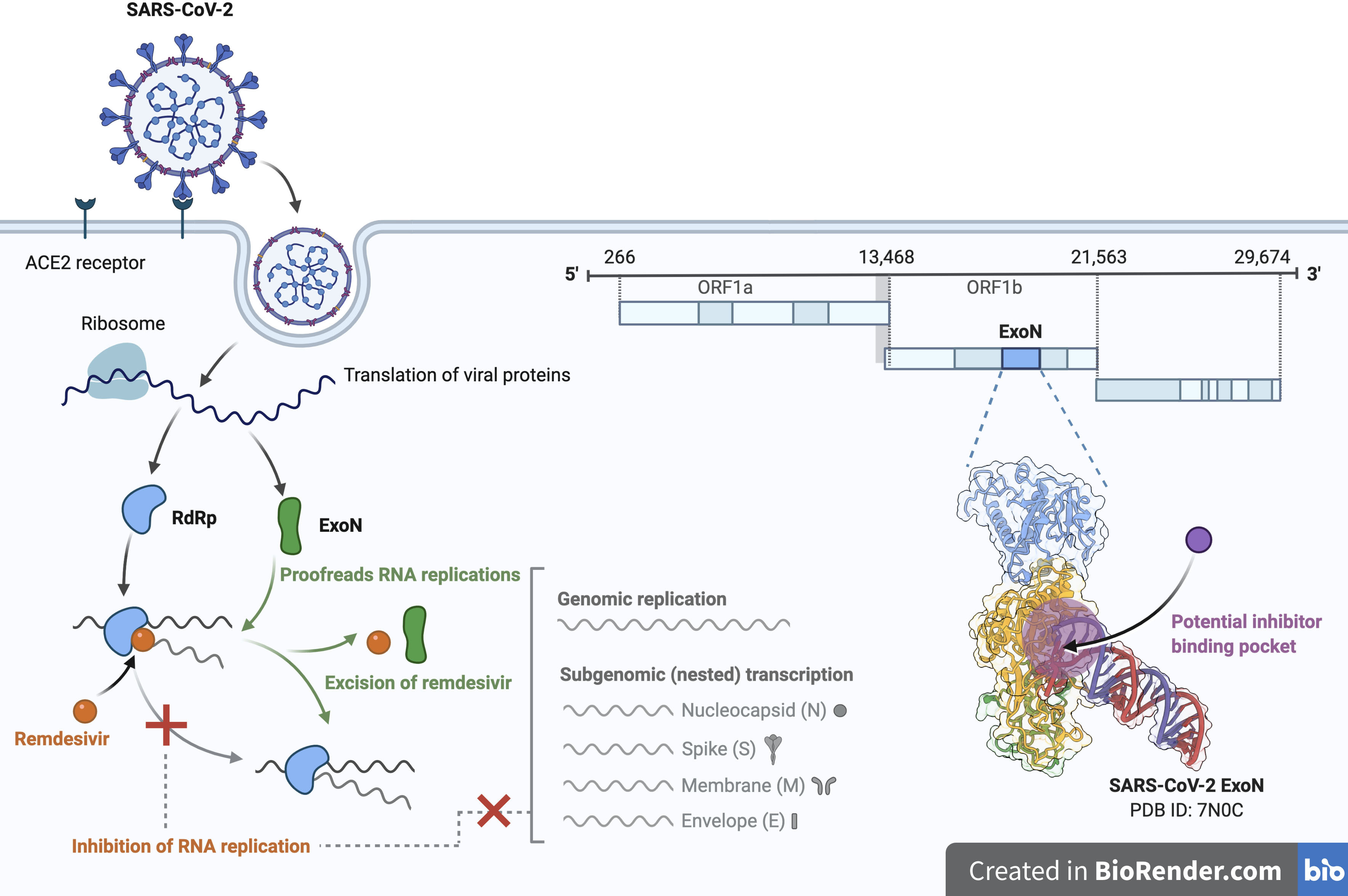 An illustration of a coronavirus enzyme interacting with antivirals.
