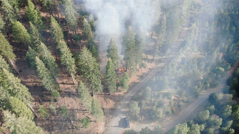forest burning