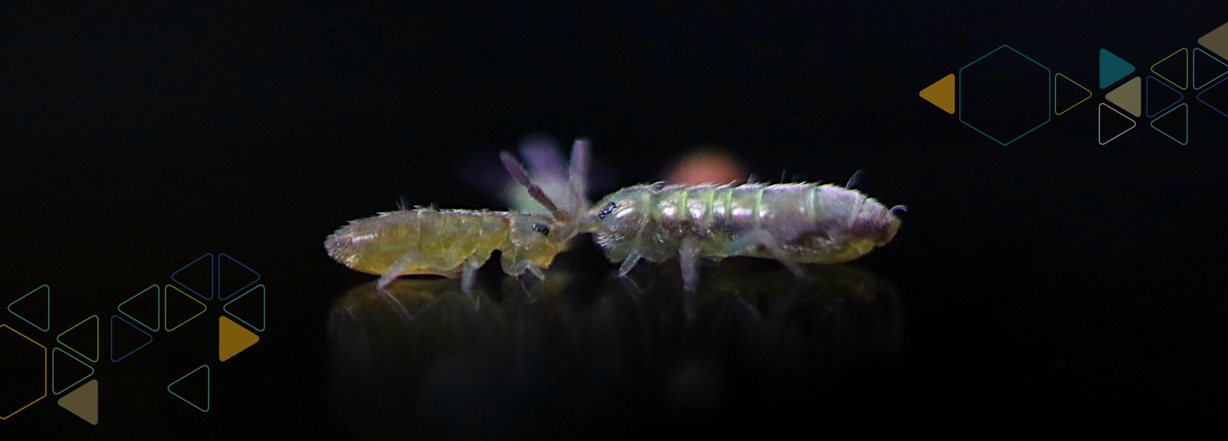 Two Springtails head to head with a black background