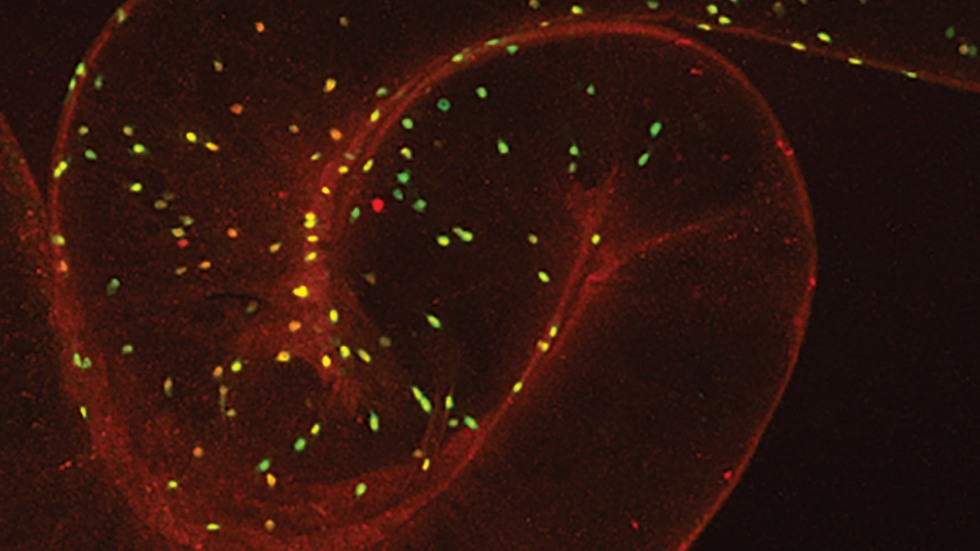 Pictures taken with a confocal microscope of the gut of drosophila (fruit fly) show enteroendocrine cells that express the NPF neuropeptide. Image courtesy of Marc Tatar.