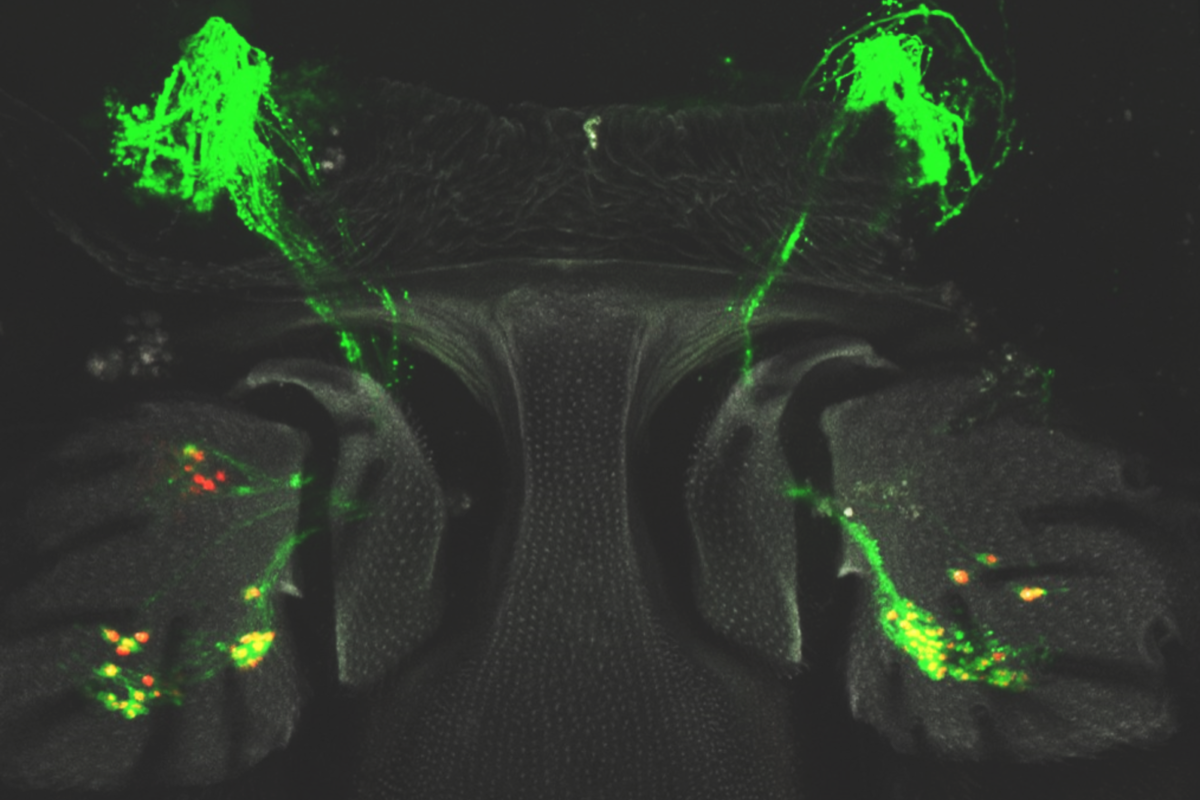 Sensory hearing cells in a fruit fly