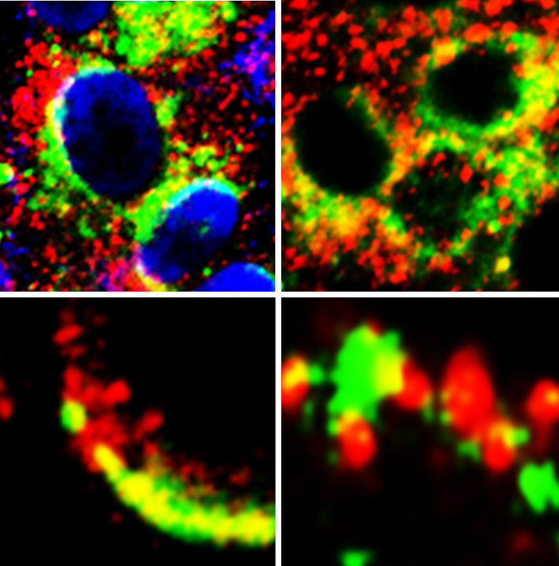 Image of cells