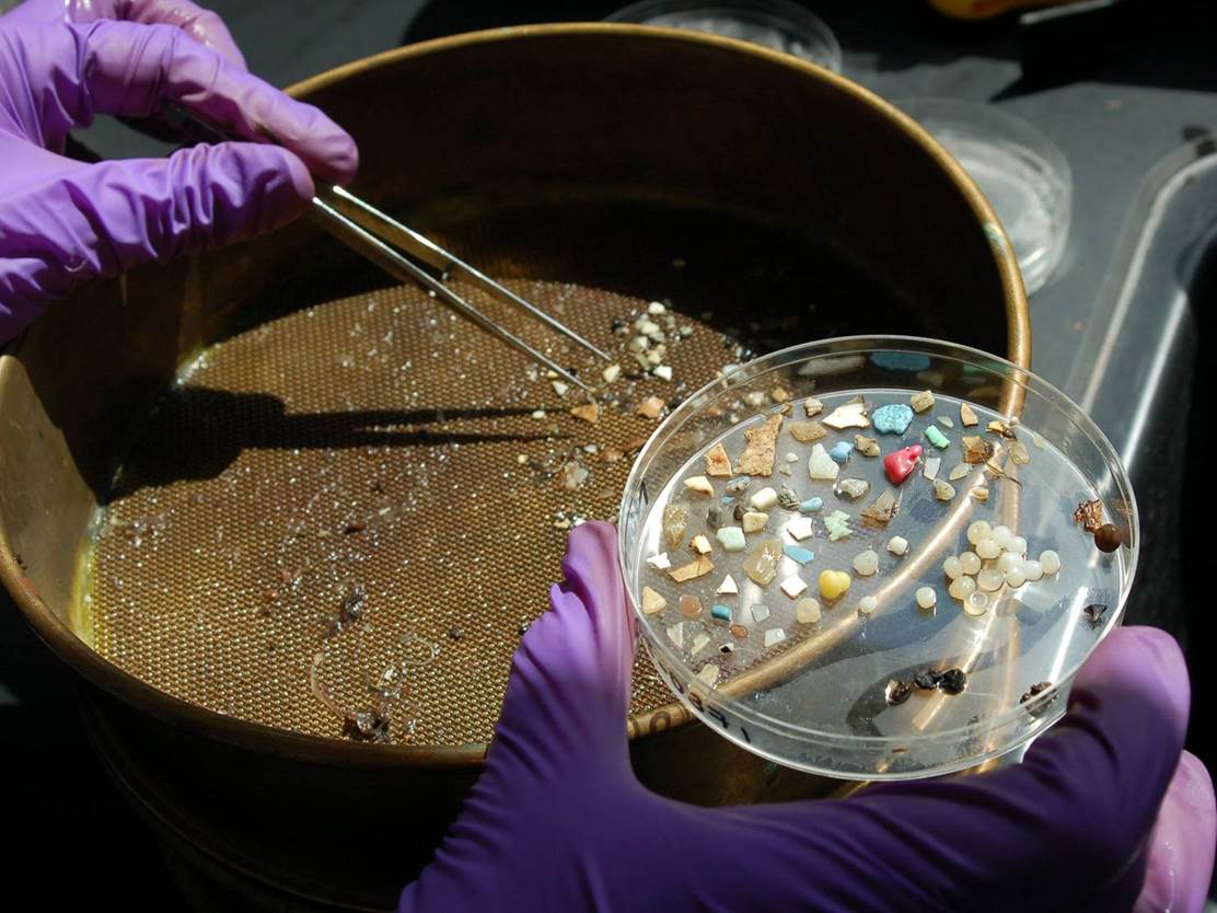 Plastic pieces recovered from seabirds