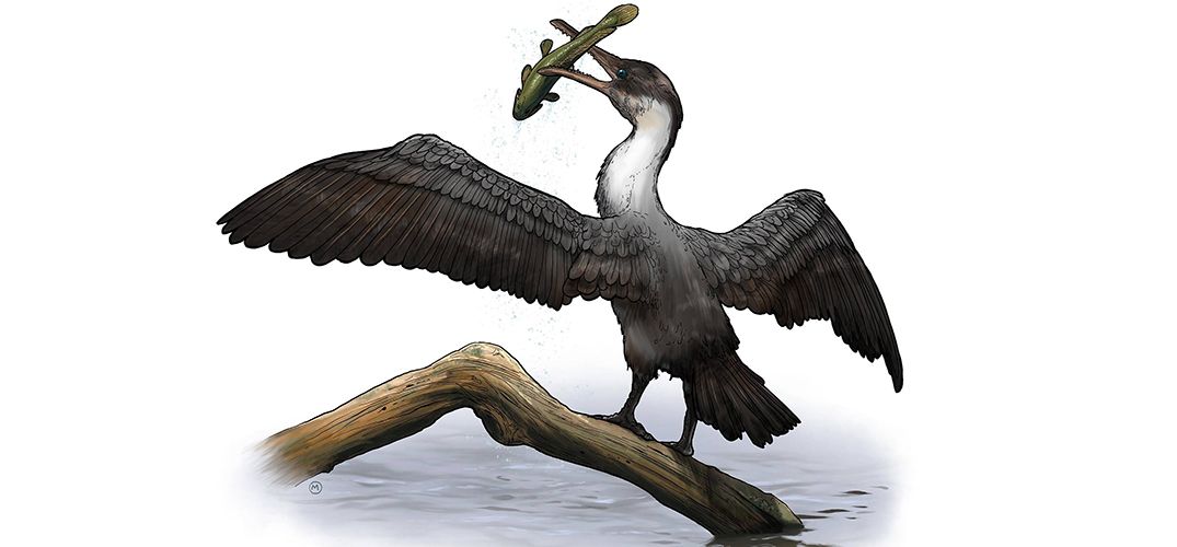 An artist’s rendering of Tingmiatornis arctica