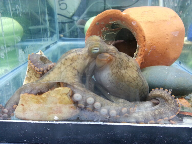 A mother California two-spot octopus, Octopus bimaculoides, near the end of her life.Z Yan Wang