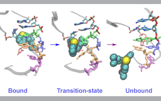 RNA during unbinding and binding process