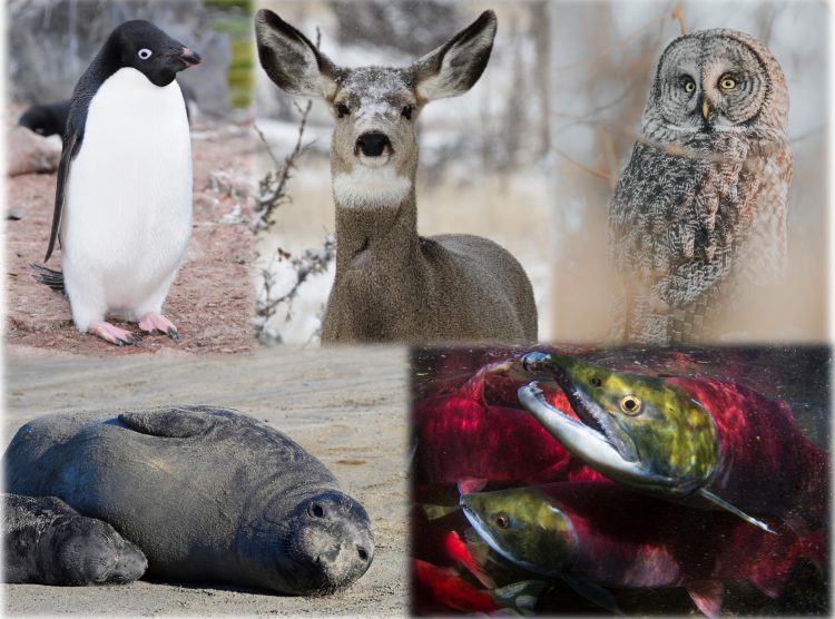 animals have site fidelity