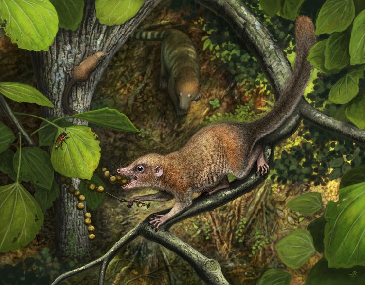 Purgatorius mckeeveri