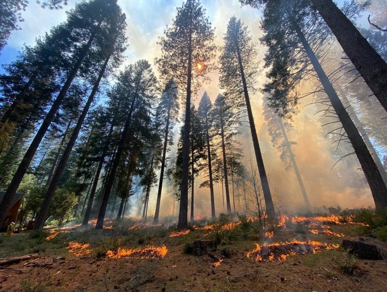 forest fire