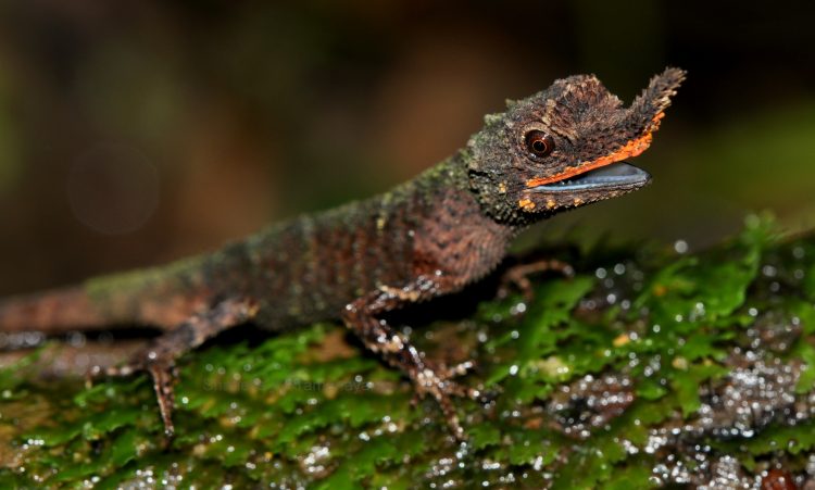 Rough-nosed horned lizard