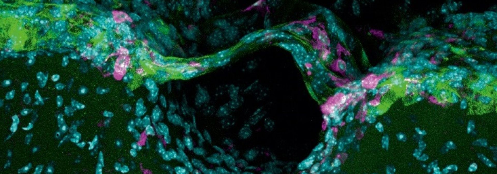 Visualization the brain anatomy.