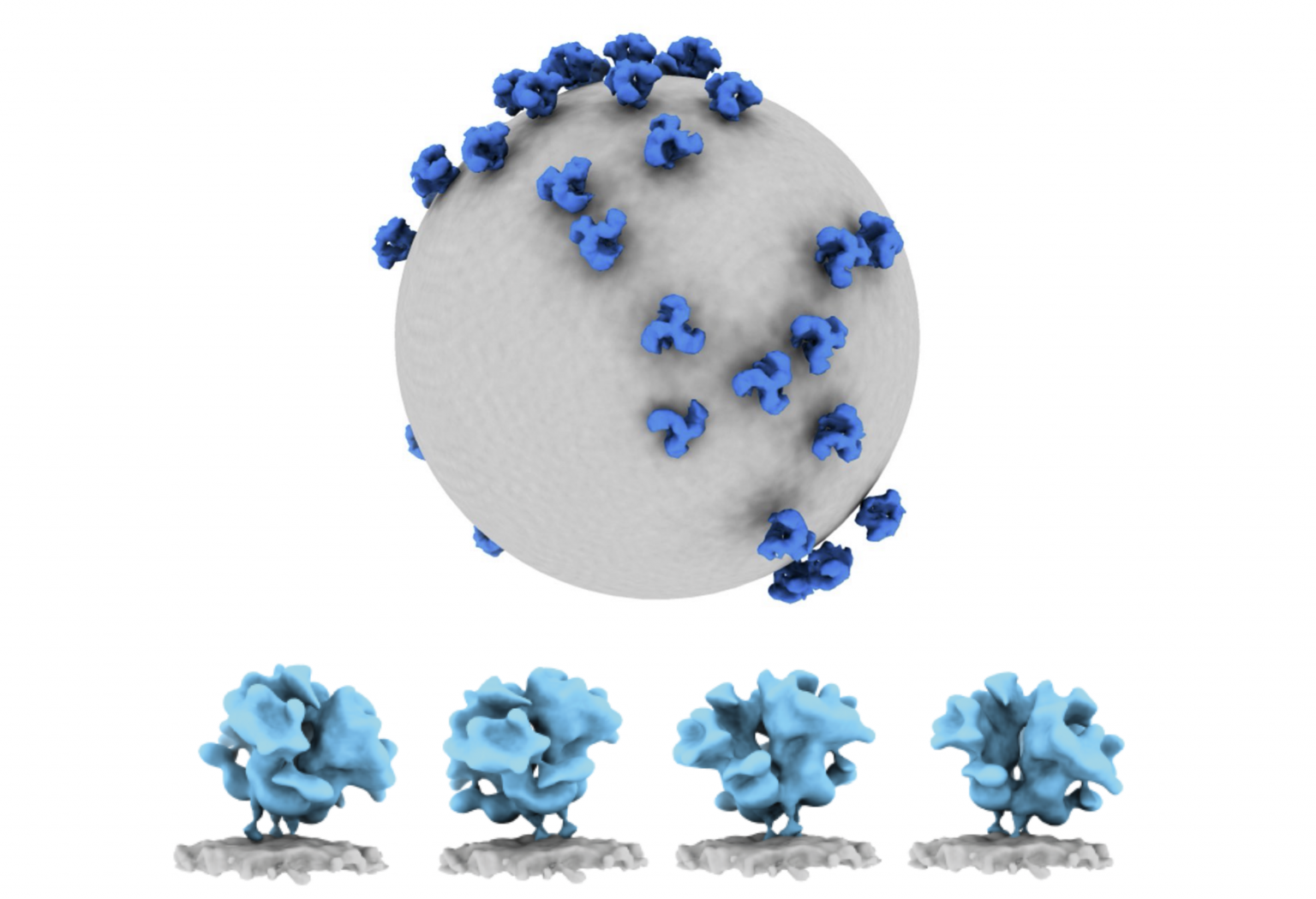 virus
