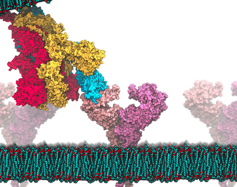 "Spike” protein on the coronavirus that causes COVID-19 binds to a receptor protein on the surface of cells that line the human respiratory system