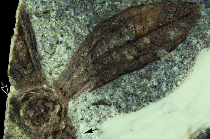 plant fossils
