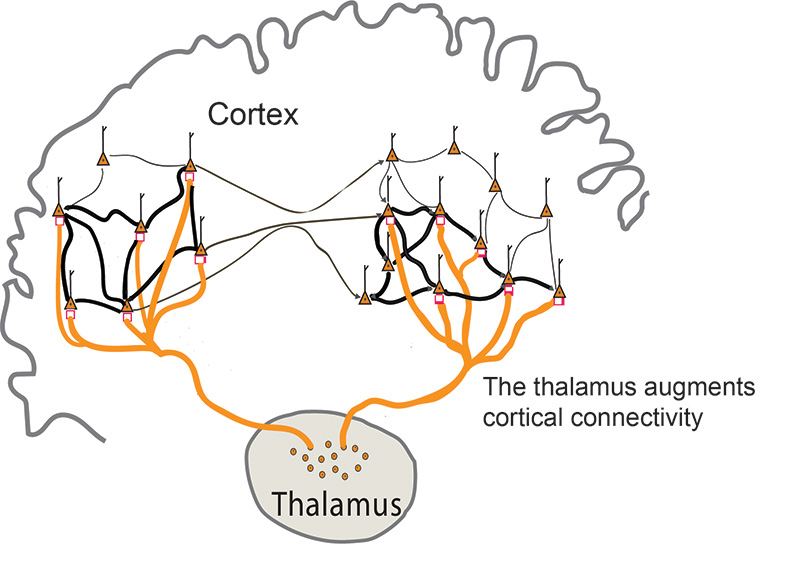 thalamus
