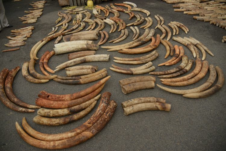 Elephant ivory