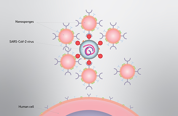 Nanosponges attacking and neutralizing the SARS-COV-2 virus