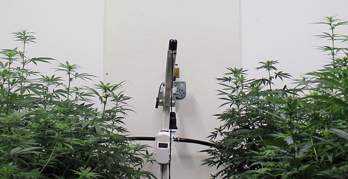 Hemp sensor