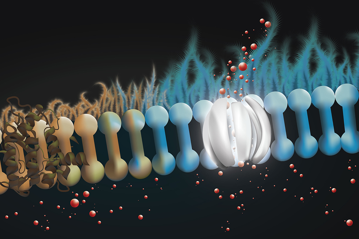 An image of drug working in lung tissue.