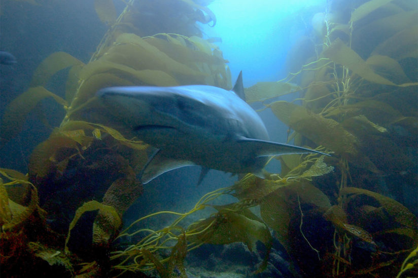 A shark swims through kelp.
