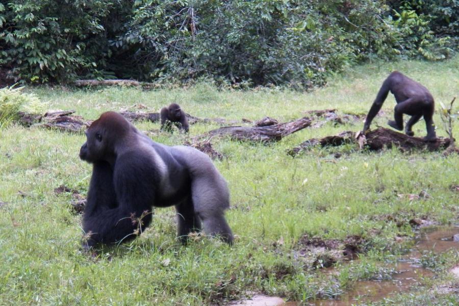 Western lowland gorillas in their native habitat