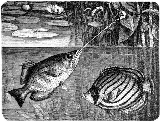 Black and white drawing of an archerfishes