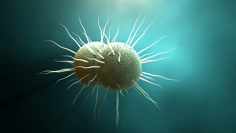 Bacteria and proteins