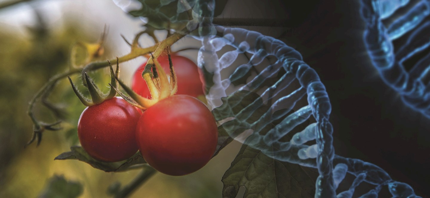 Tomatoes