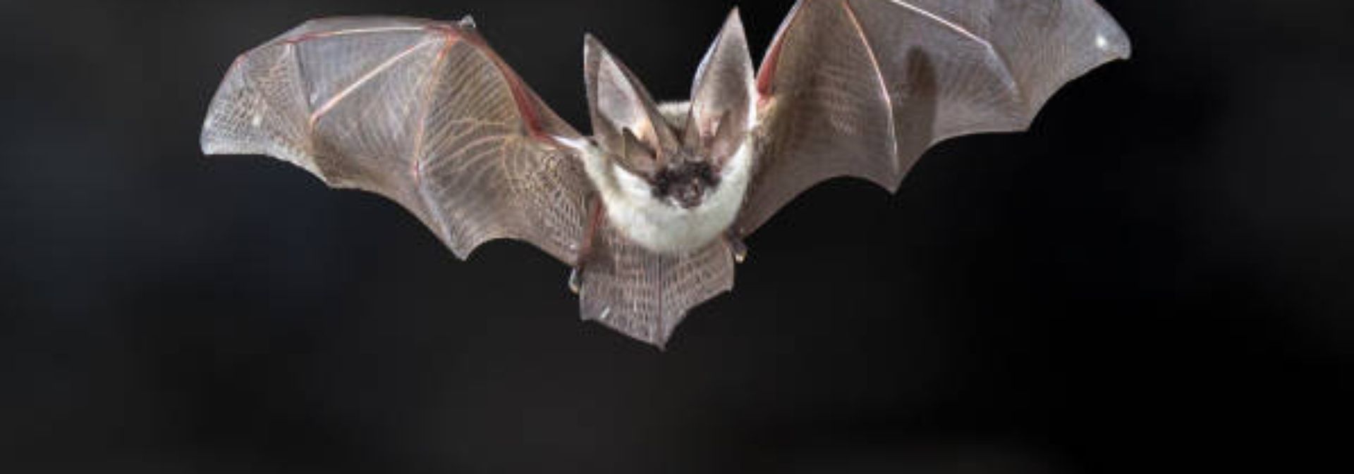 Bat flying with a black background