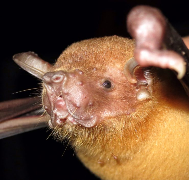 bat