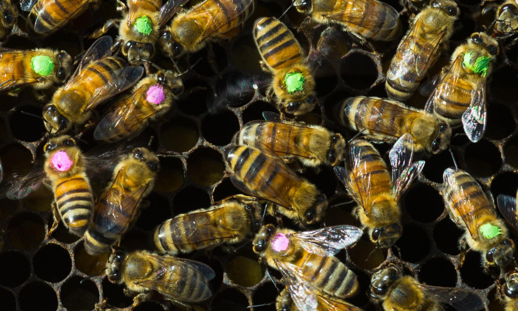 Как можно стать пчелой. Новый вид пчел. Итальянская порода пчел. Пчела фото. Итальянская пчела.
