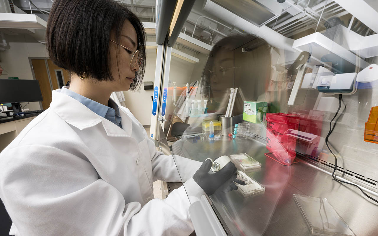 Biomedical engineer student in a lab preparing tissue chips for an experiment