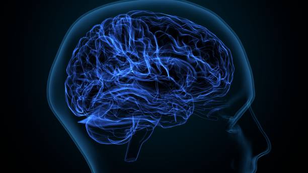 Outline of a brain