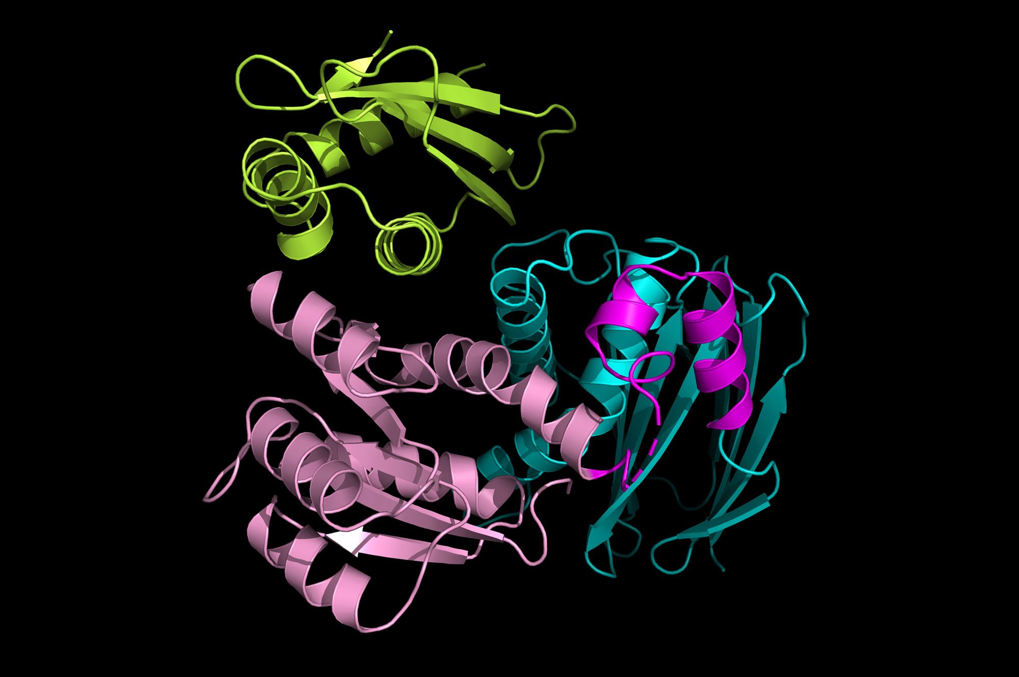 Proteins recognize each other.