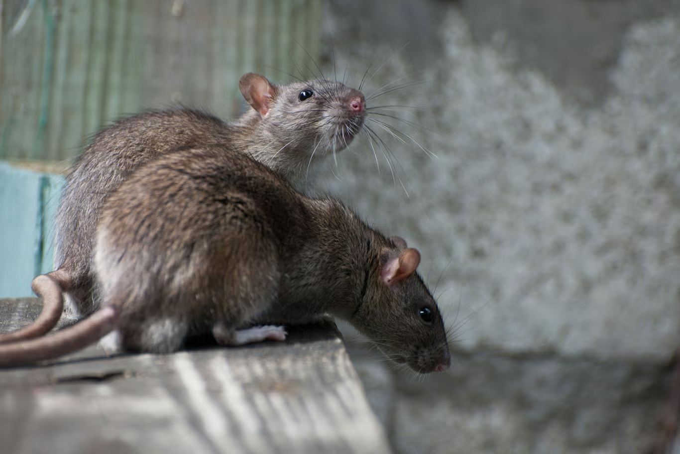 Two brown rats