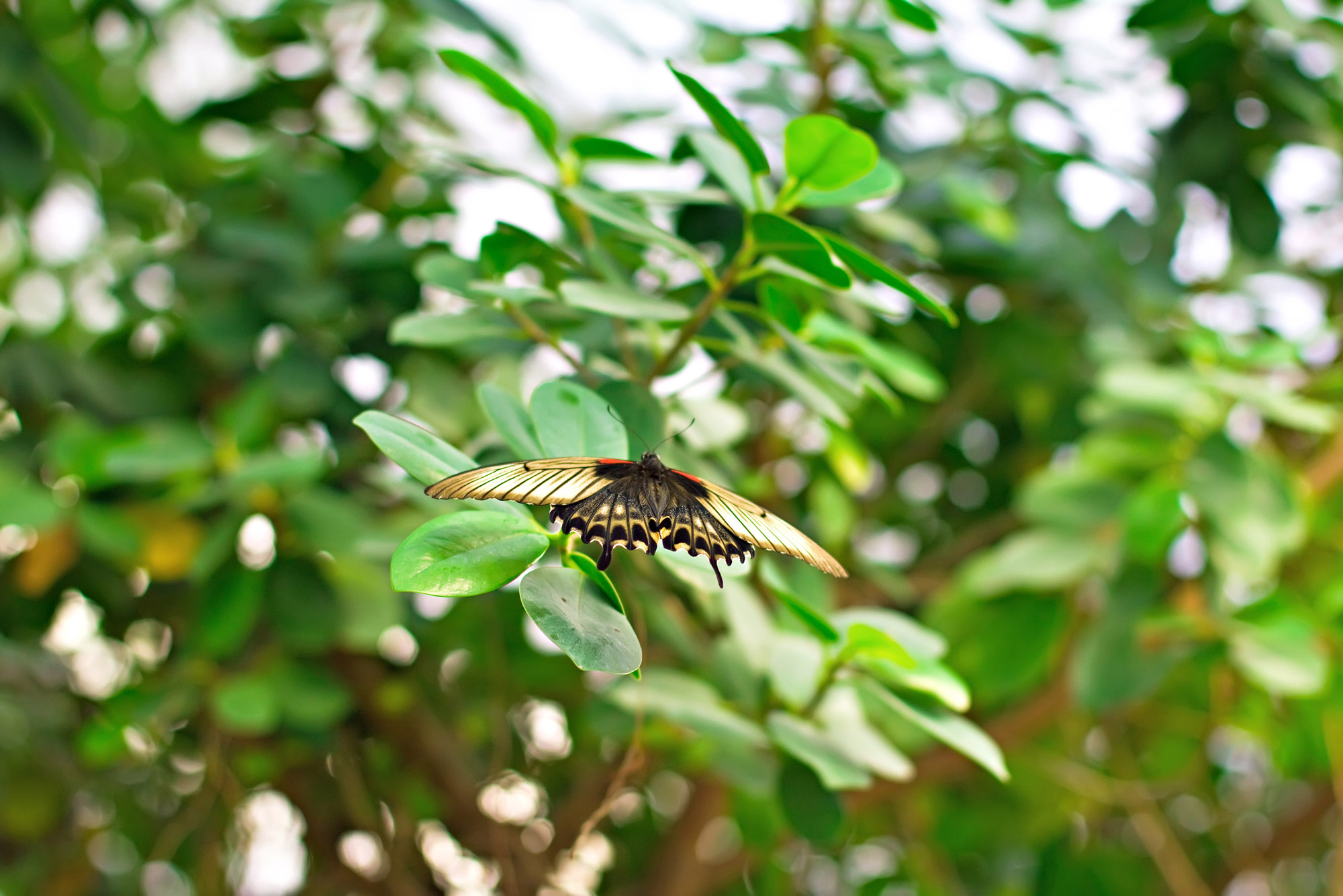 A moth on a leaf.