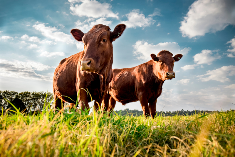 Cattle Feature