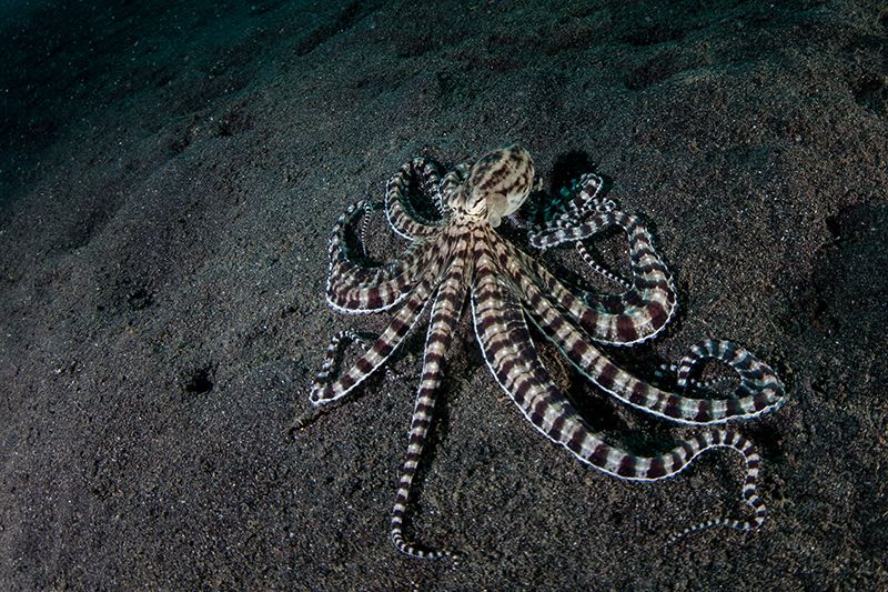 cephalopods