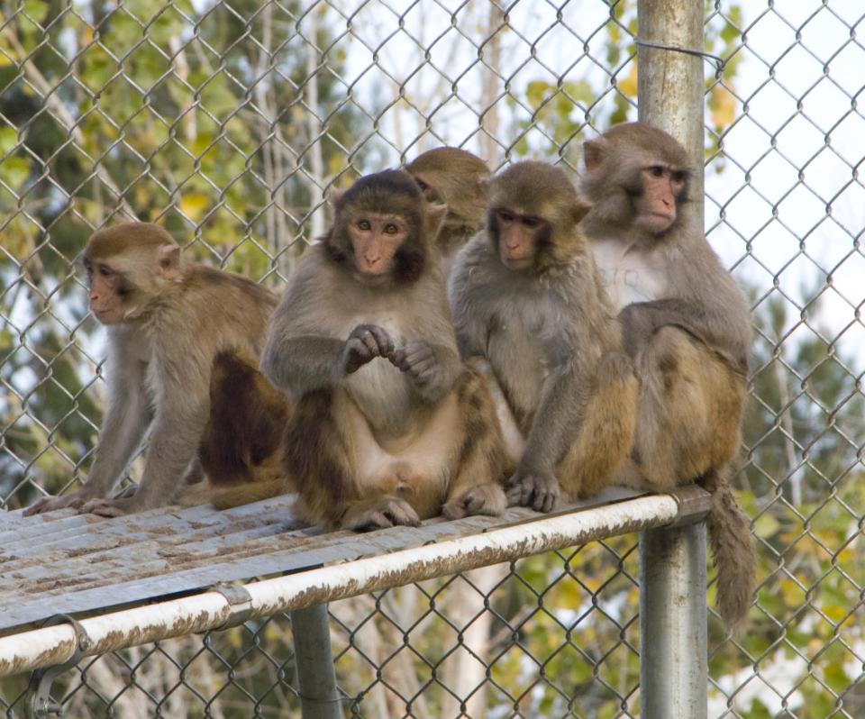 monkeys