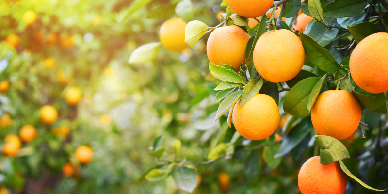 citrus