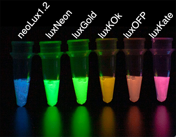 bioluminescent protein