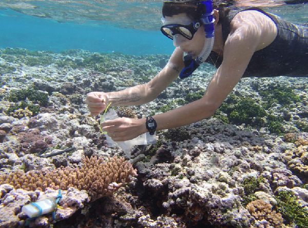 Corals