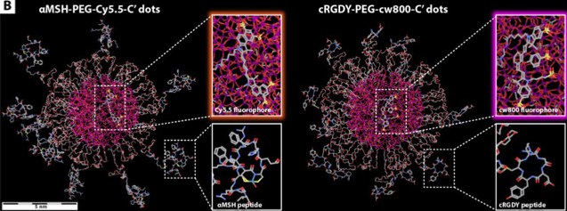 This rendering shows the two C dots coded with different targeting systems, alpha-MSH, left, and cyclic RGD, which enable the particles to track different cancer markers.
