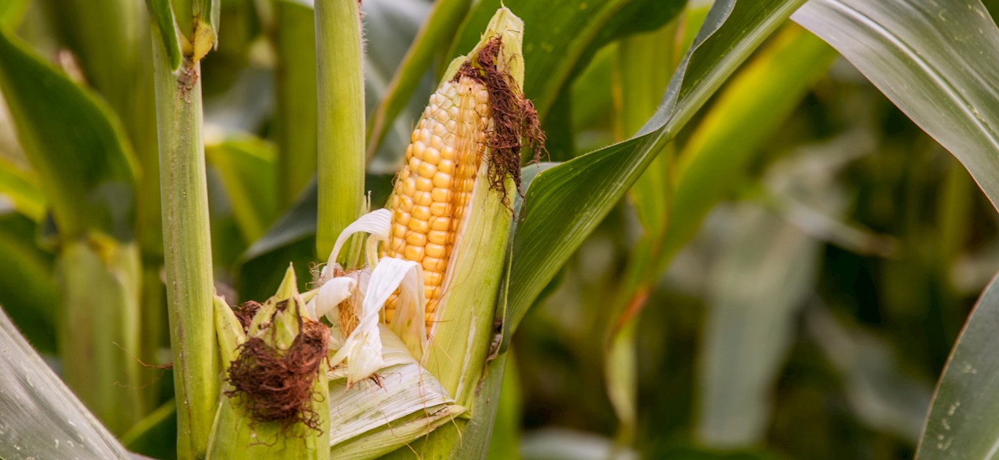 Corn closeup