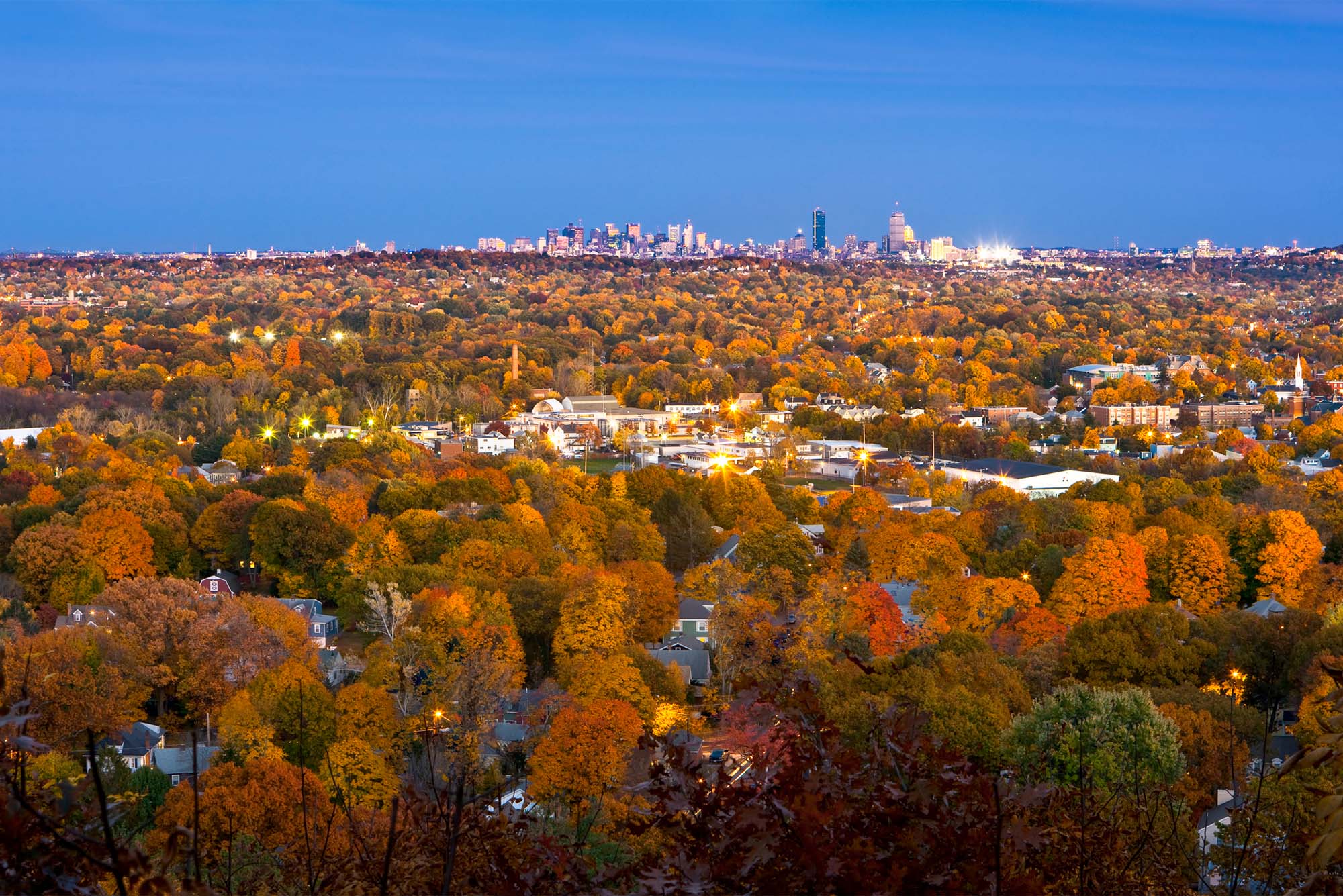 city trees in boston