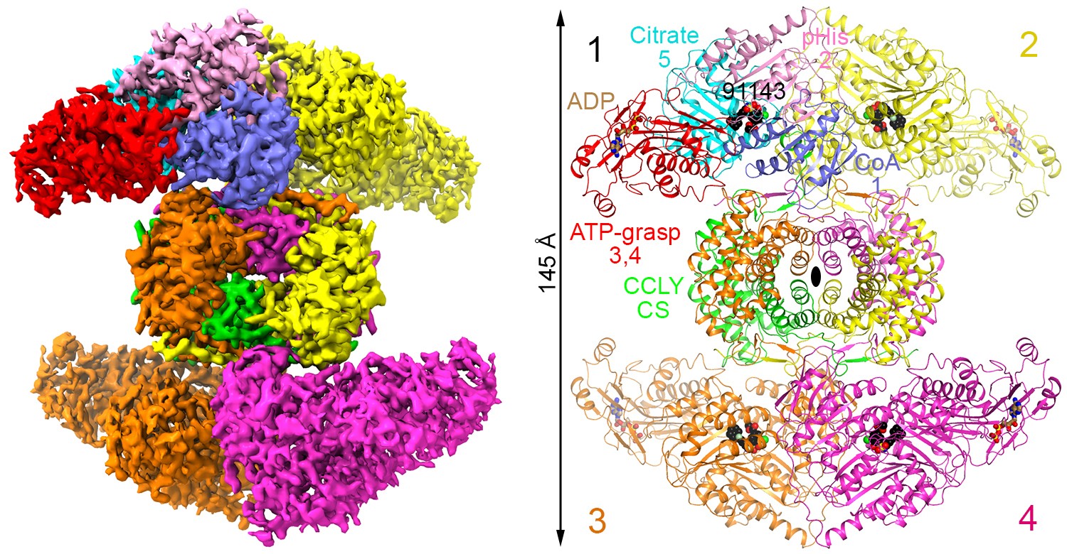 The 3D structure of human ACLY.