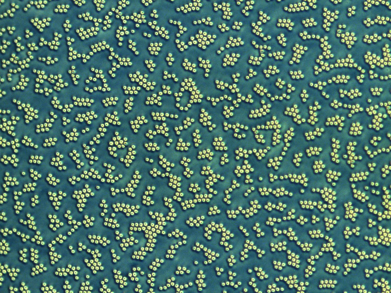 Clusters of solitons form in a liquid crystal