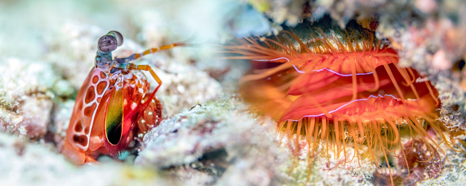 A peacock mantis shrimp and a disco clam (not to scale).