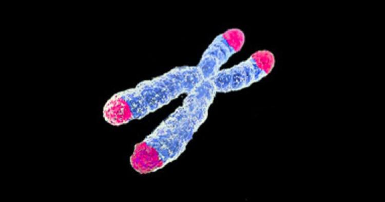 An illustration of the x-shaped Telomerase reverse transcriptase (TERT) enzyme.